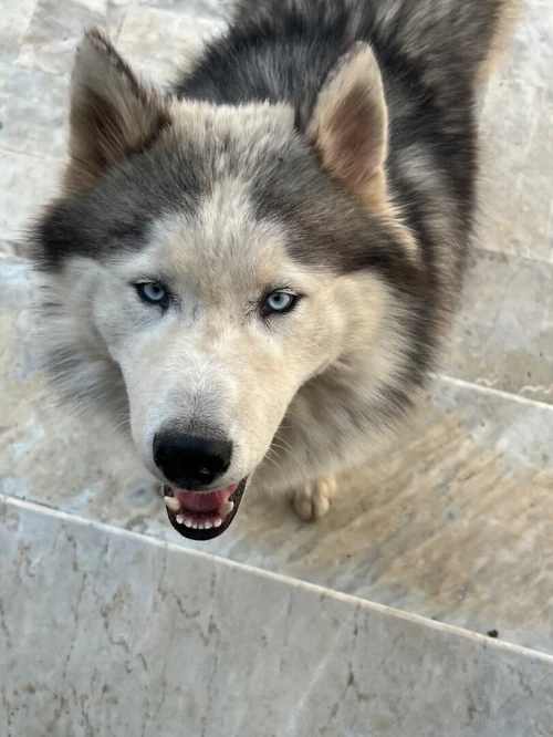 Chien husky malamute
