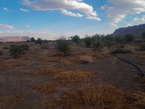Vente Terrain Agricole Béchar Bechar