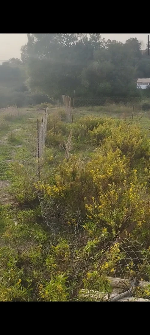 Vente Terrain Boumerdès Tidjelabine