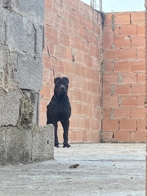 Cane Corso Female 20 Mois