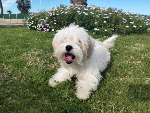 Chien caniche Coton de Tuléar