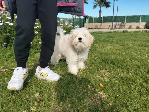 Chien caniche Coton de Tuléar