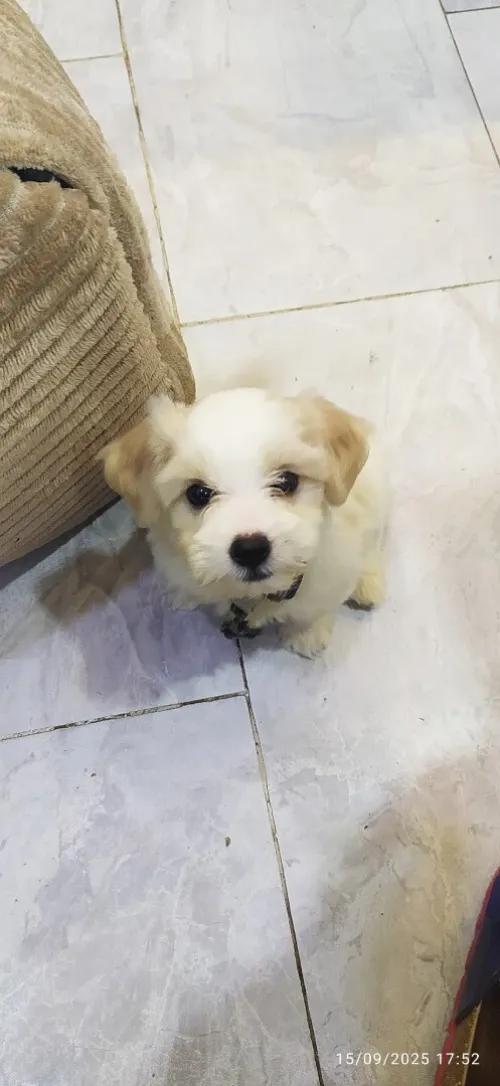 Chien caniche Coton de Tuléar