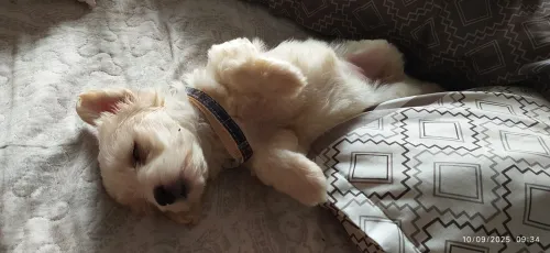 Chien caniche Coton de Tuléar