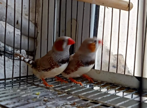 Mandarin