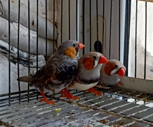 Mandarin