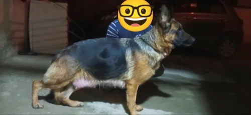 Berger allemand