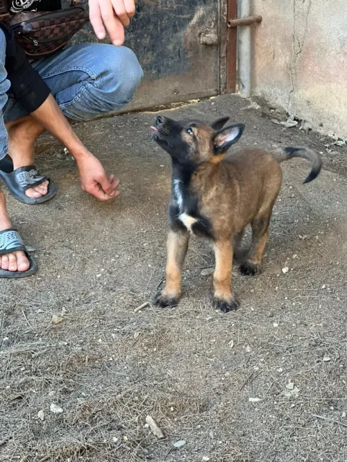 Malinois
