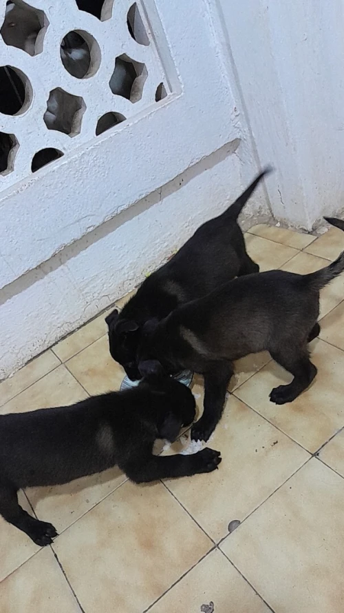 Chiot malinois bleu mexicain 