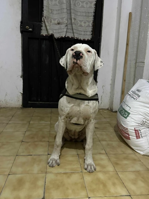 Dog Argentine 