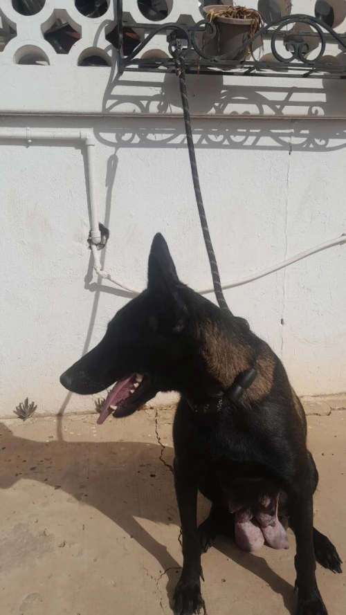 Malinois bleu mexicain femelle 