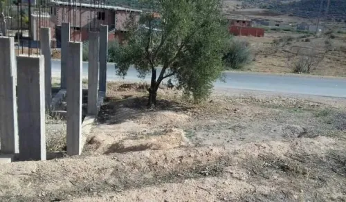Vente Terrain Tlemcen Sidi medjahed