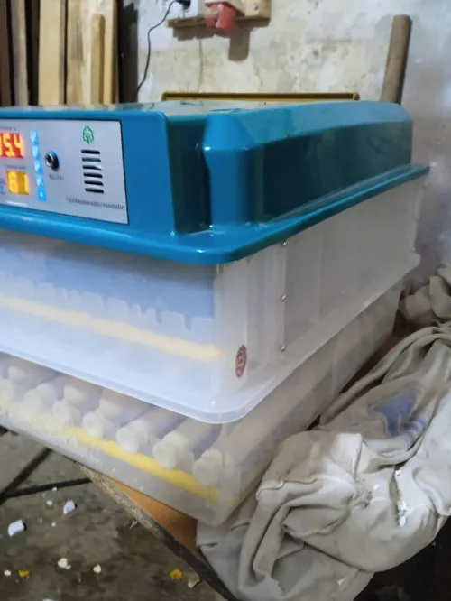 Incubateur 120 oeuf  | فقاسة 120 بيضة