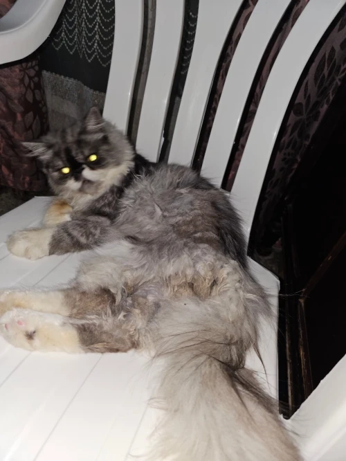 Chat