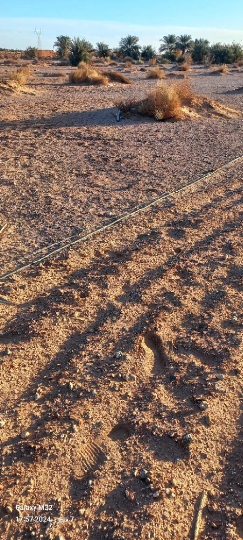 Vente Terrain Agricole Timimoun Aougrout