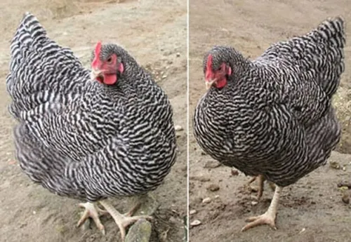 Poule playmouth et indonésien 