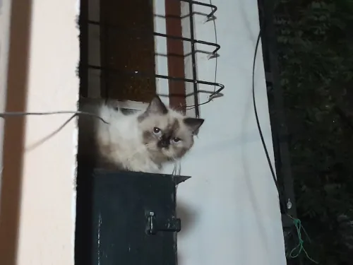 Chat moitié persan himalayen à prix choc !