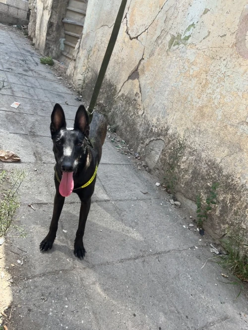 Chien malinoi mexicaine 