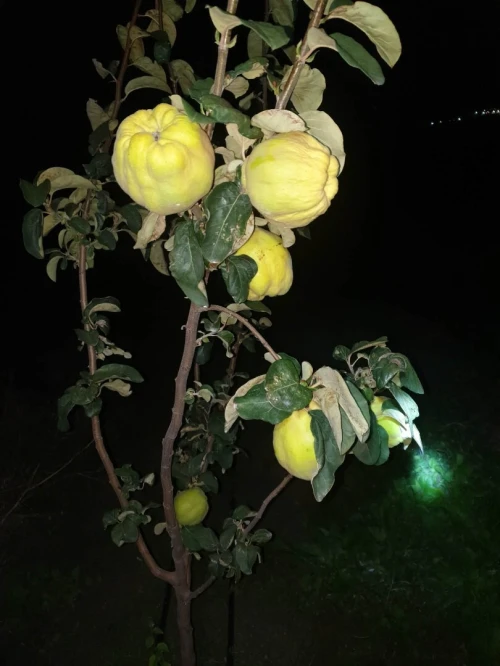 Vente Terrain Agricole El Tarf Ben mehdi