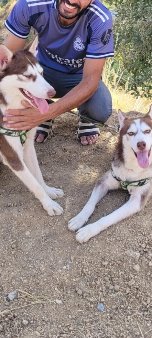 Vend chiots husky sibérien aux yeux bleus