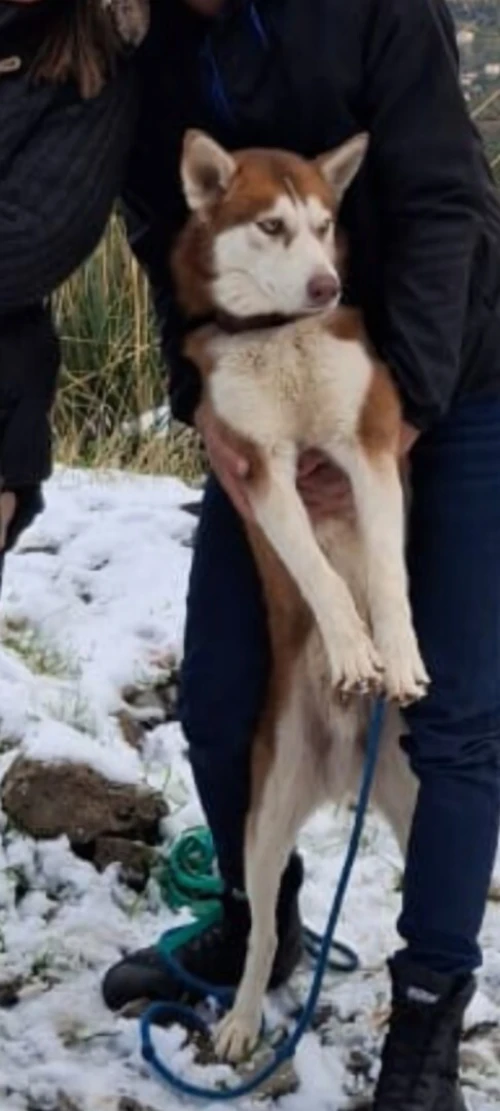 Vend chiots husky sibérien aux yeux bleus