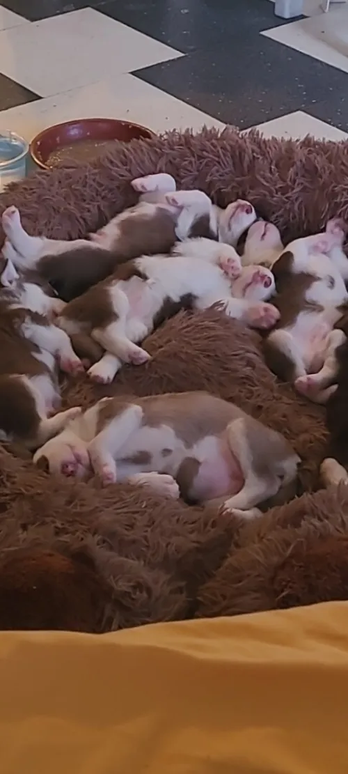 Vend chiots husky sibérien aux yeux bleus