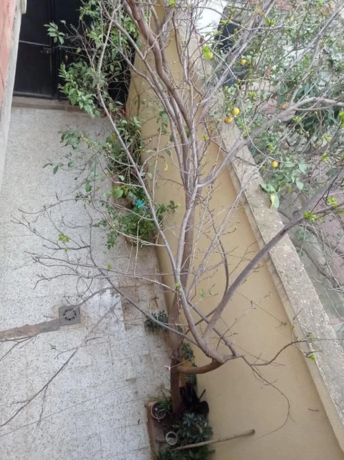 Vente Villa Blida Soumaa
