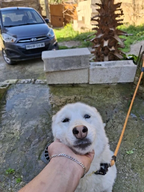 À vendre une belle femelle husky sibérien blanche