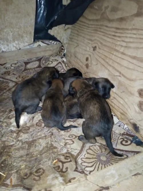 Malinois à vendre