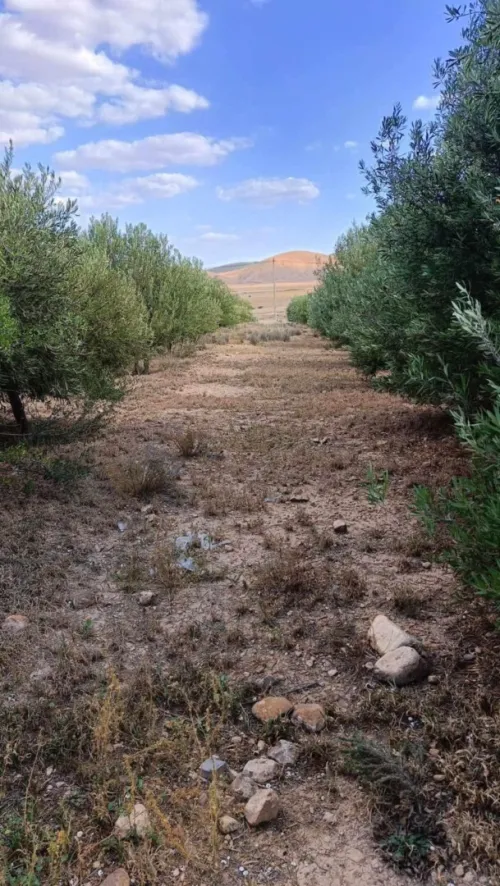 Vente Terrain Agricole Batna Chemora