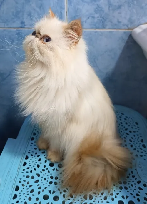 chat persan 