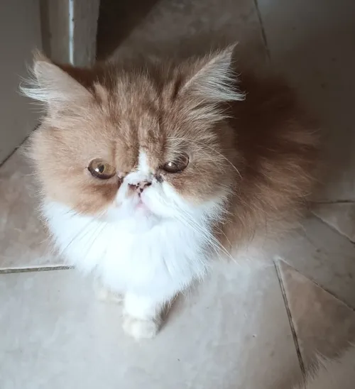 chat persan 