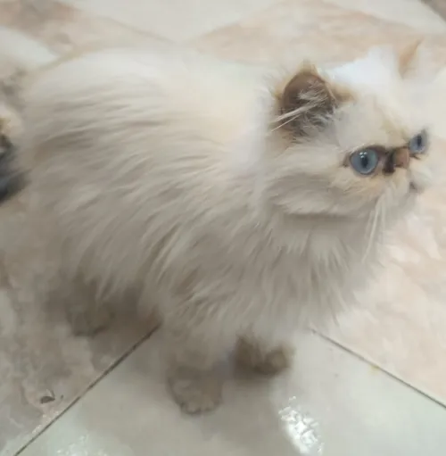 chat persan 