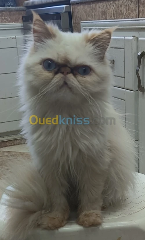 chat persan 