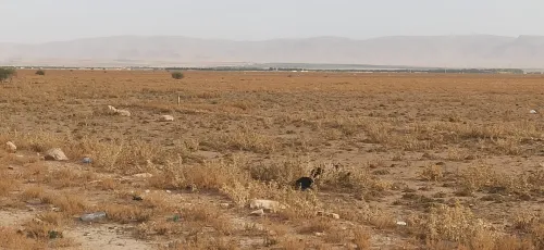 Vente Terrain Agricole Tiaret Rechaiga