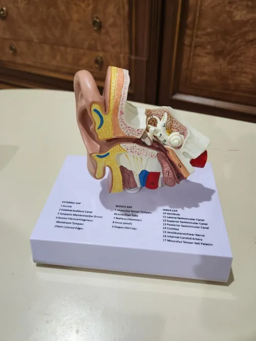 Maquette orl oreille