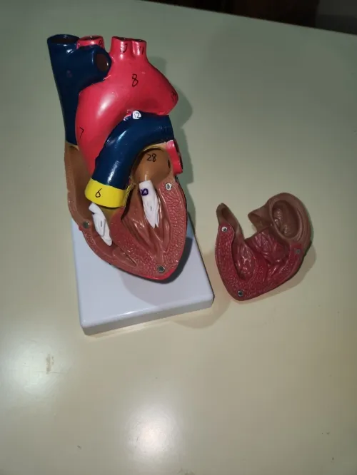 Maquette coeur cardiologie 