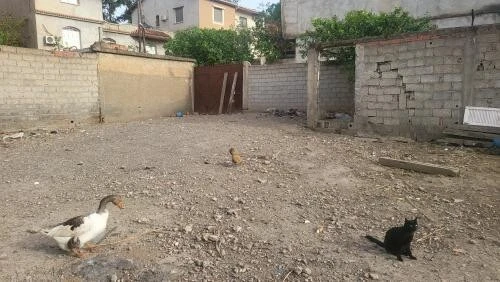 Vente Terrain Blida Blida