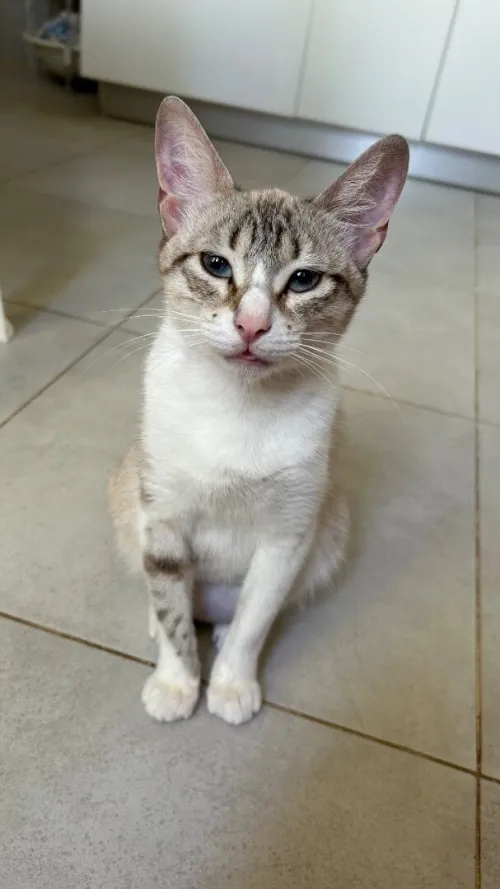 don chatons boumerdes 