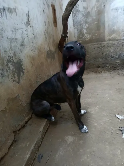 chien. mâle