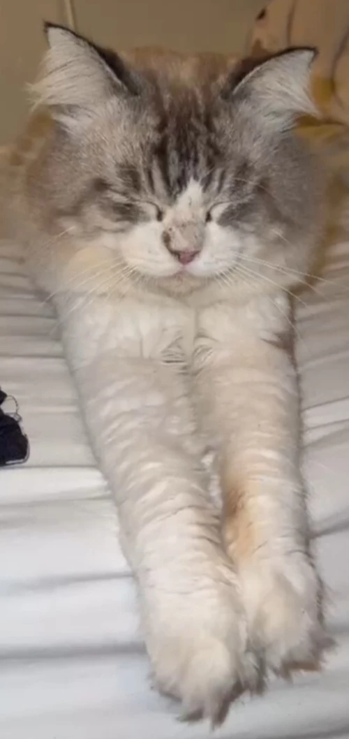 Chat ragdolle mitted