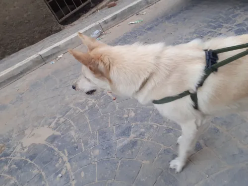 Husky blanc russe 
