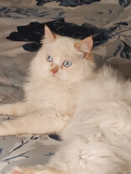 Des chat mal et femelle