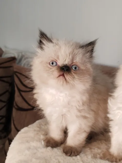 Petit Persian Himalayan Peke Face