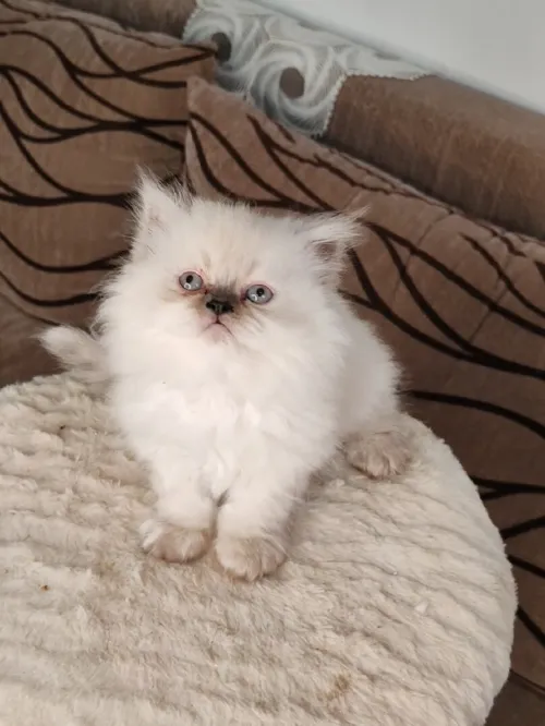 Petit Persian Himalayan Peke Face