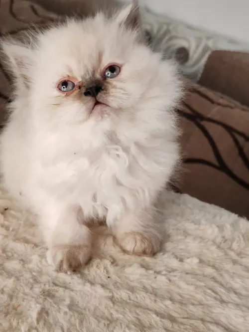 Petit Persian Himalayan Peke Face