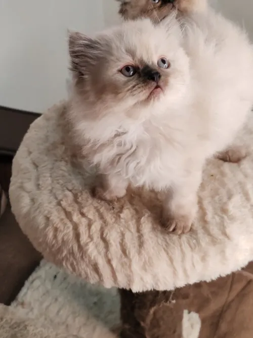 Petit Persian Himalayan Peke Face
