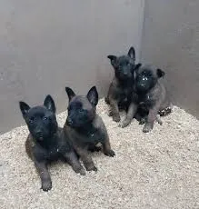 chiot malinoi a vendre