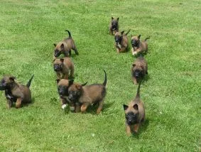 chiots mallinois a vendre 
