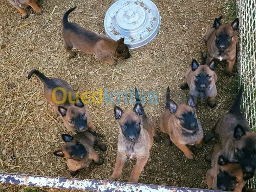 chien mallinois a vendre 